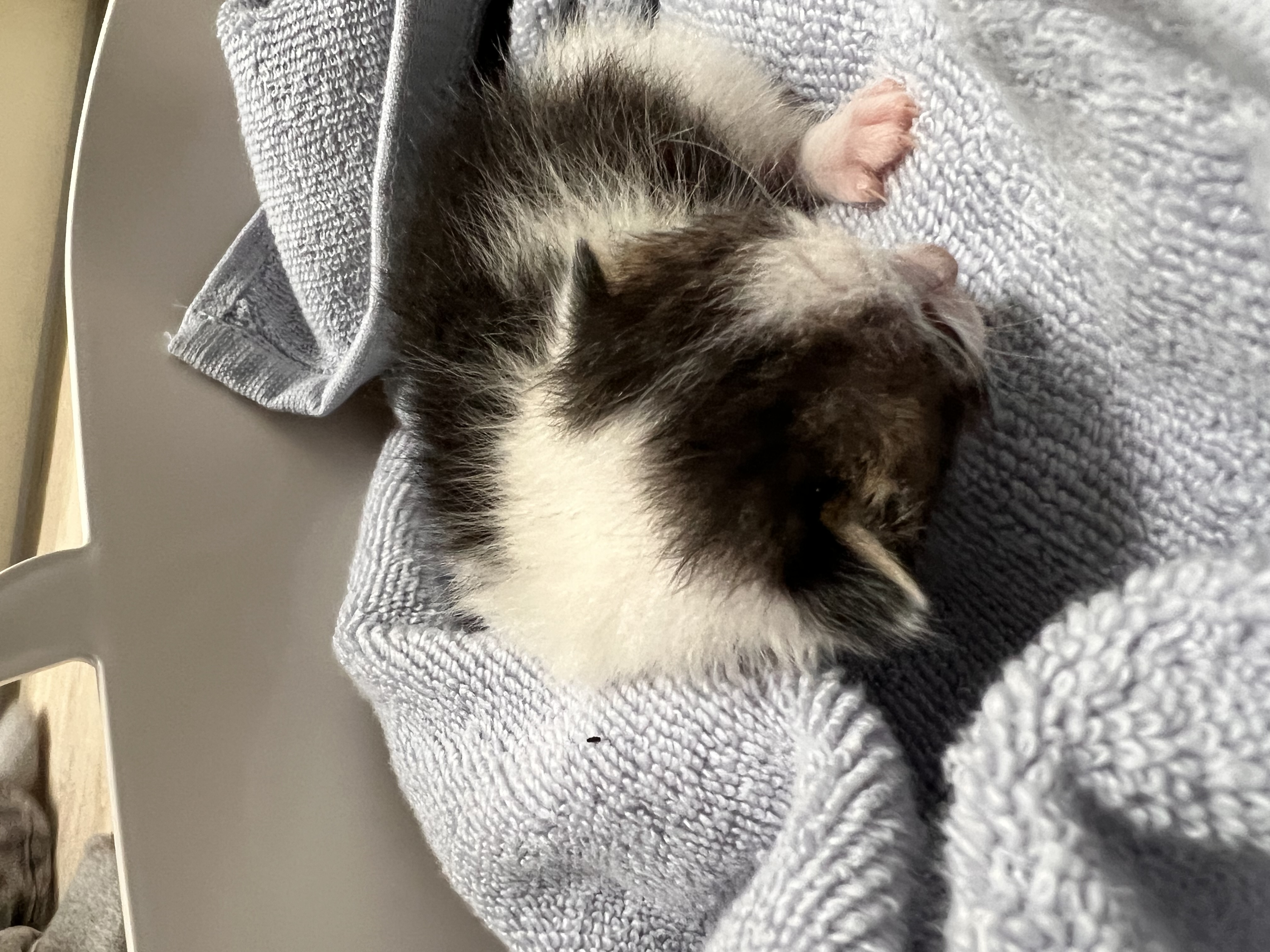 Blessing's 6 Kittens rescue photo