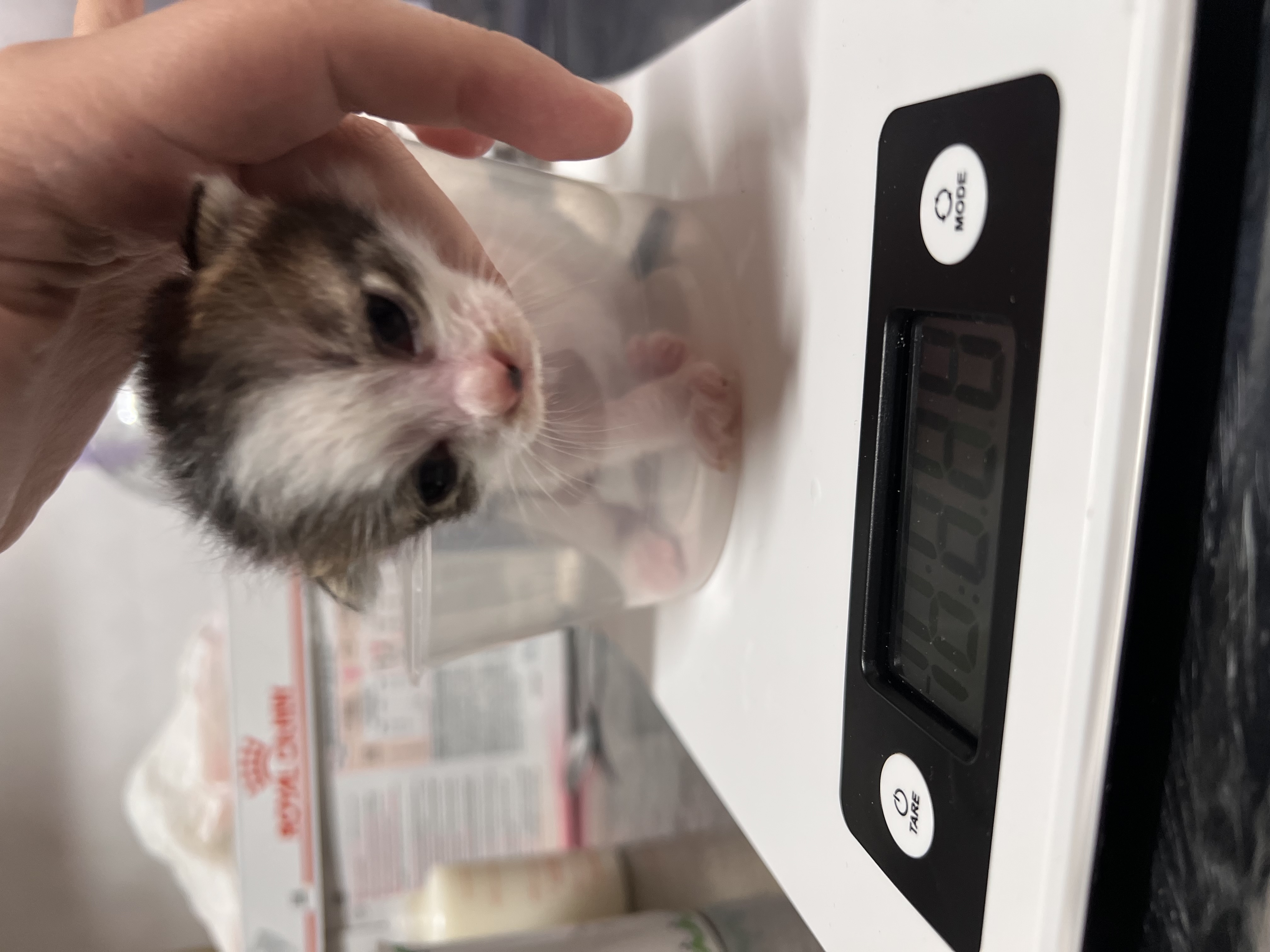 Blessing's 6 Kittens rescue photo