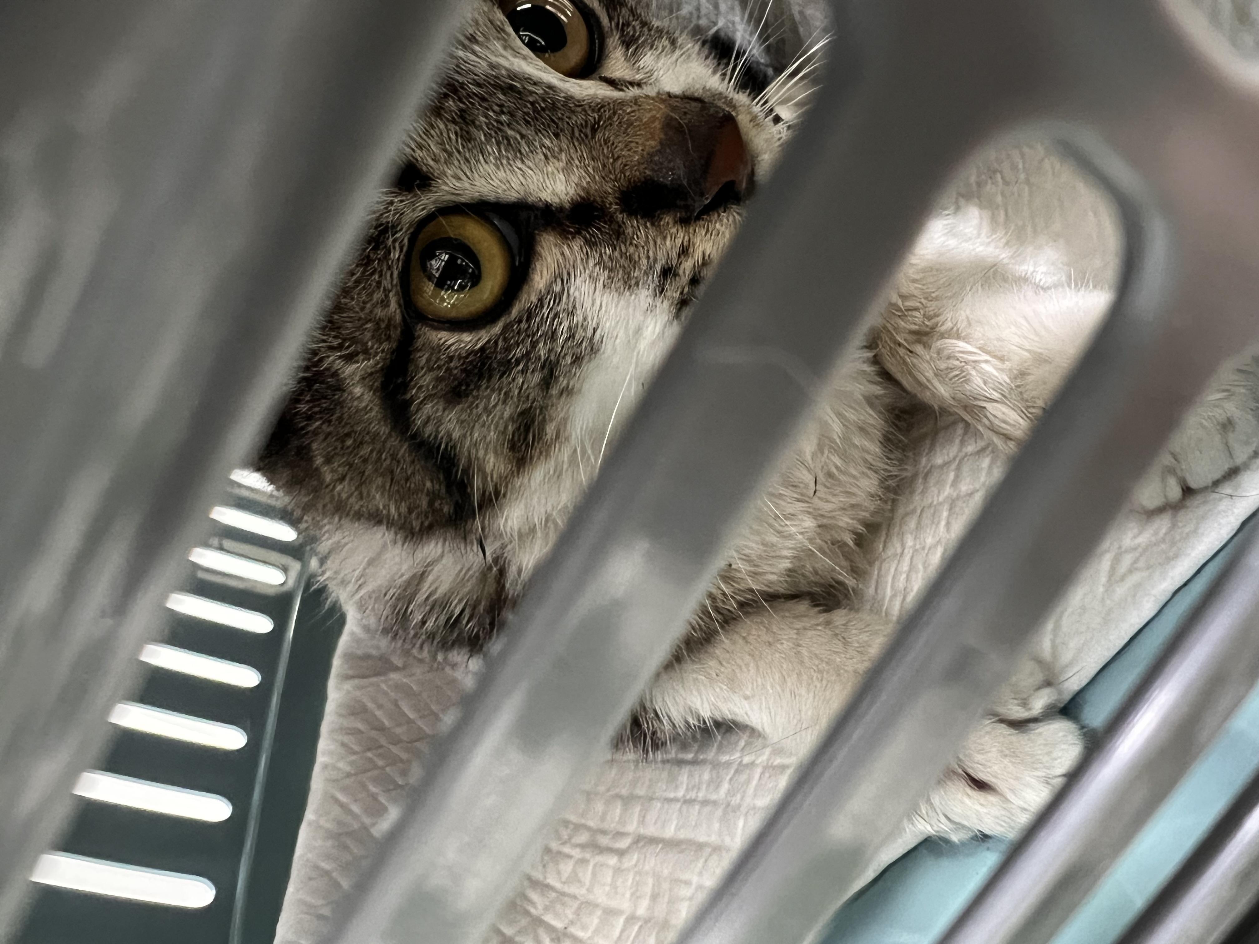 Egg rescue photo