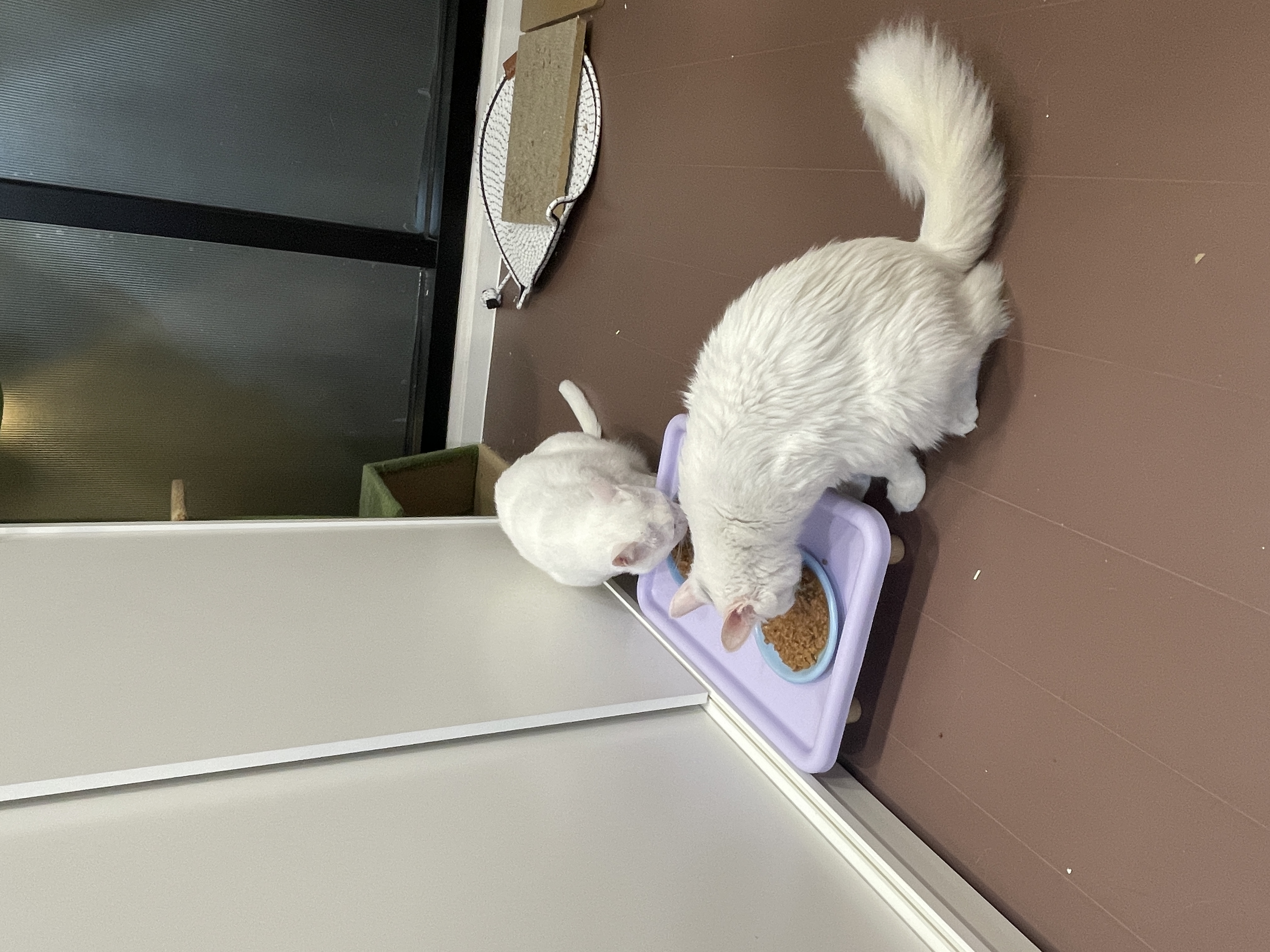 Kiwi & Busan Papa rescue photo