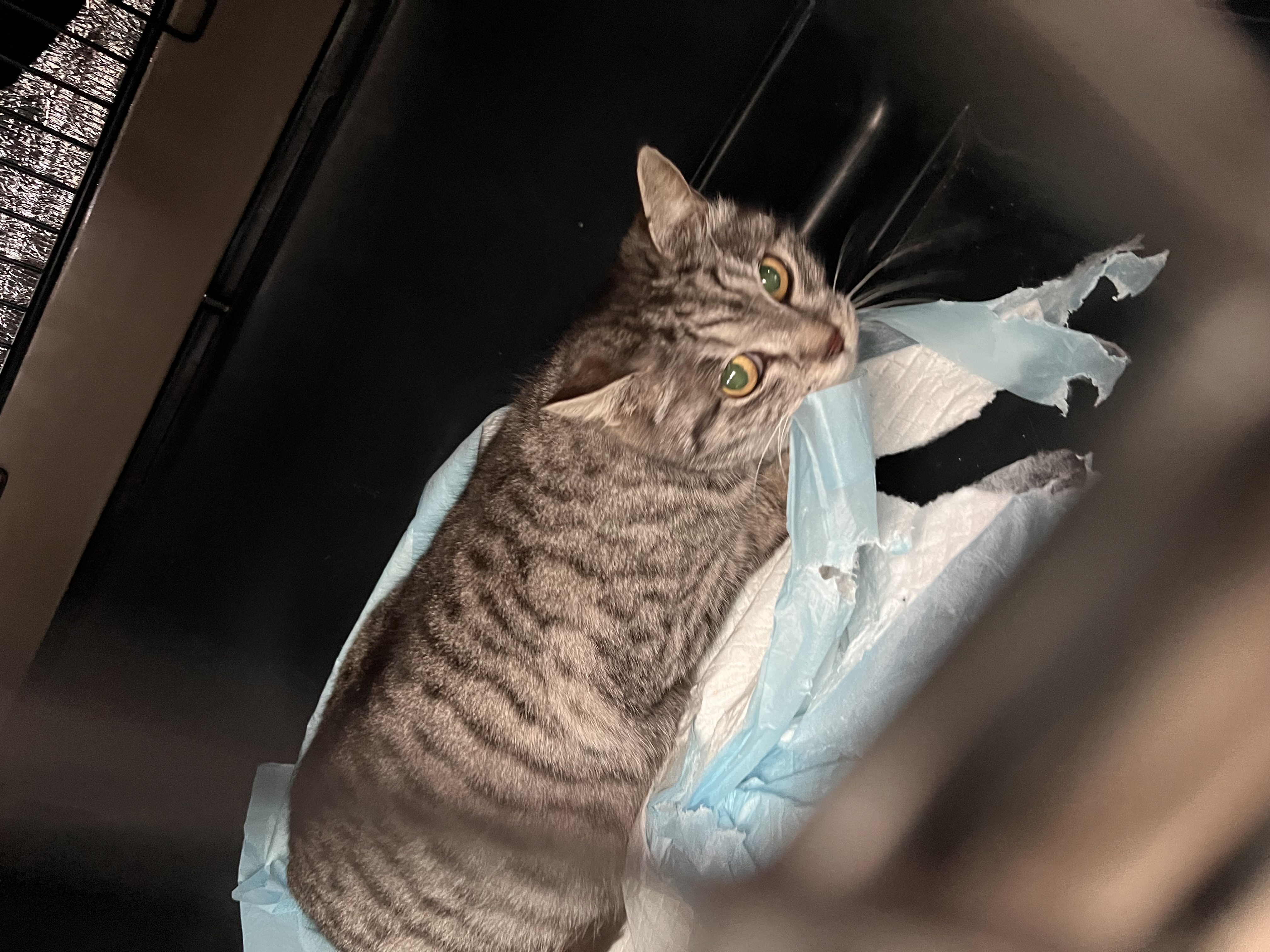 V- Pregnant with 4-5 kittens rescue photo